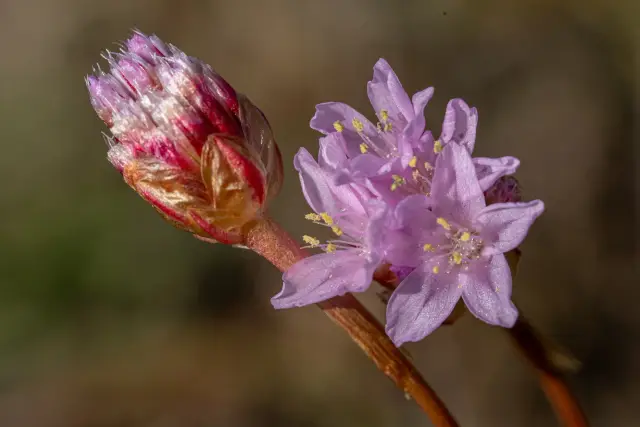 Macro of pink sea thrift flowers and an unopened bud on a slender stem