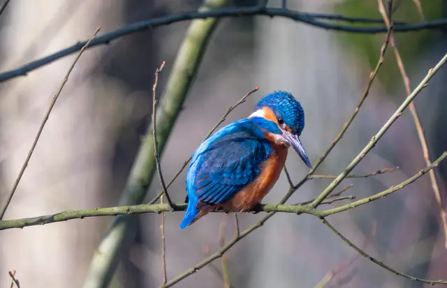 A vivid blue-and-orange common kingfisher perched on a thin branch against a soft background.