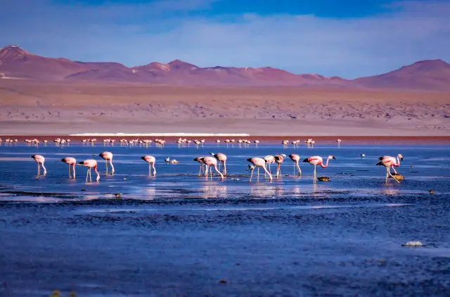 A flock of pink flamingos feeding in a shallow high-altitude lagoon backed by desert mountains.