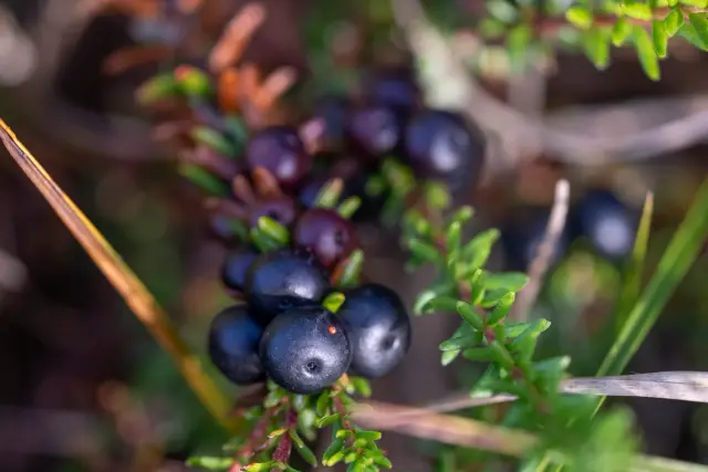 Close-up of ripe dark crowberries nestled among green needle-like heather leaves.