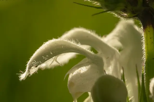 A backlit white dead-nettle flower with fine hairs glowing against a green background.
