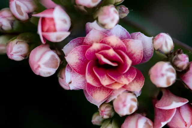 Macro of soft pink kalanchoe flowers and buds