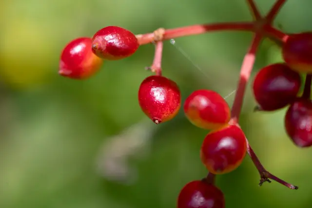 Glossy red berries clustered on pink stems against a soft green background.