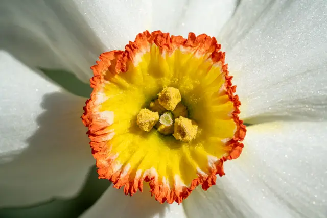 A daffodil with an orange-frilled corona in close-up.