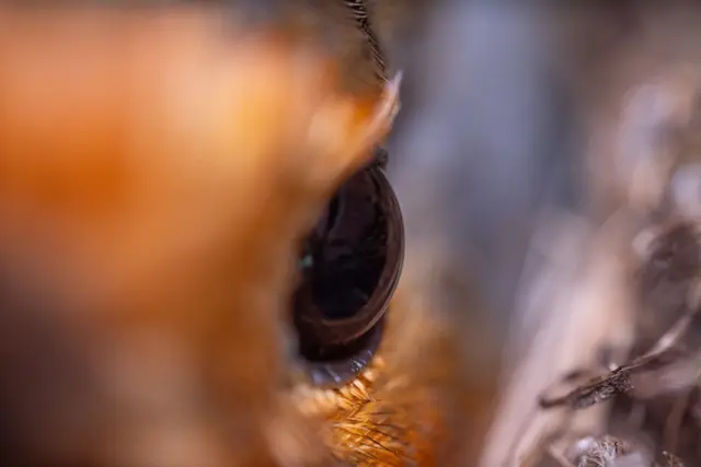 An extreme close-up of a European robin's eye and orange face.