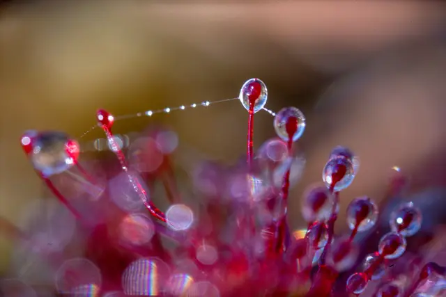 Dewdrops glistening on a red carnivorous sundew.