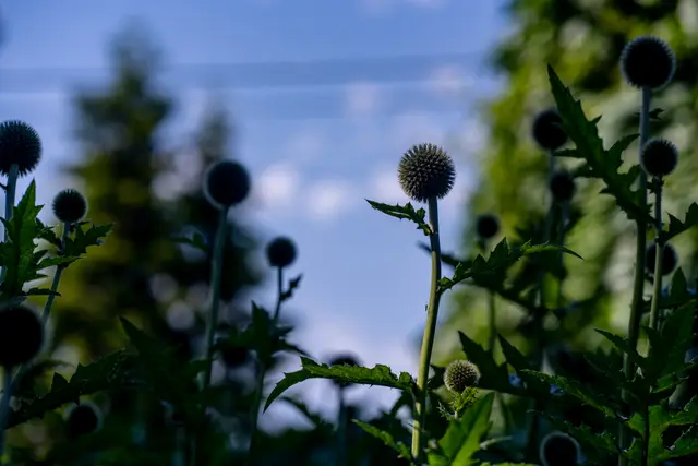 Thistle heads against a soft green background.