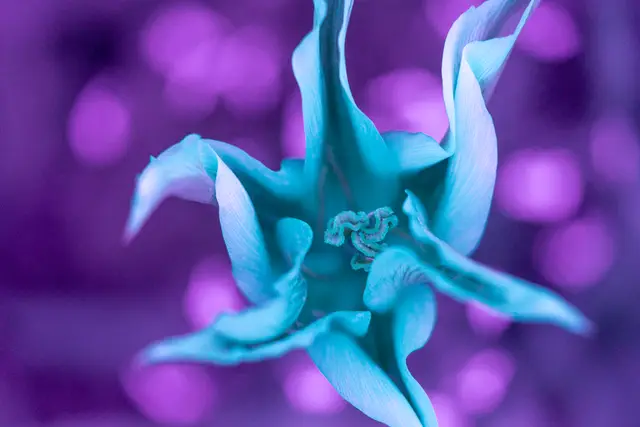 A star-shaped flower glowing under ultraviolet light.