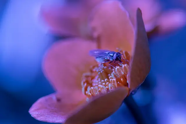 A flower's stamens glowing under ultraviolet light.