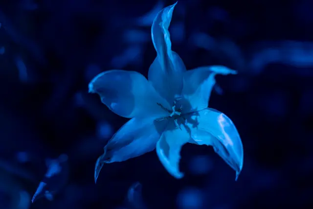 A star-shaped bloom glowing blue under ultraviolet light.