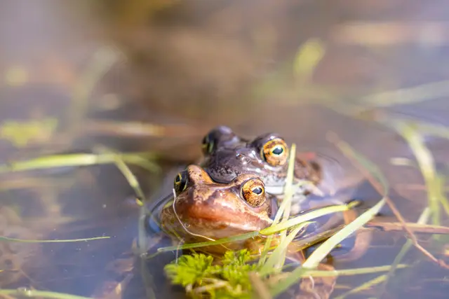 Wildlife and nature photography by Aquinox Media